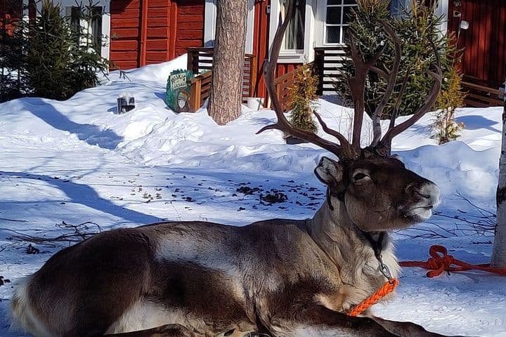 Rovaniemi y Papá Noel con un reno frente a una cabaña nevada