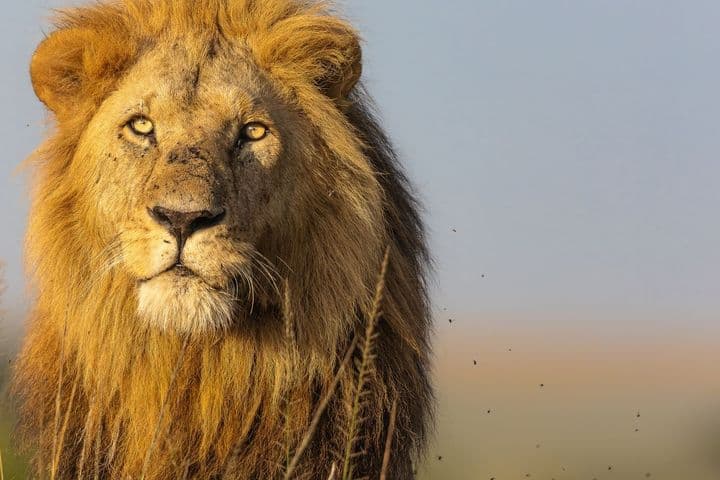 Cómo es Shimba y Zanzíbar con león en la reserva Masai Mara