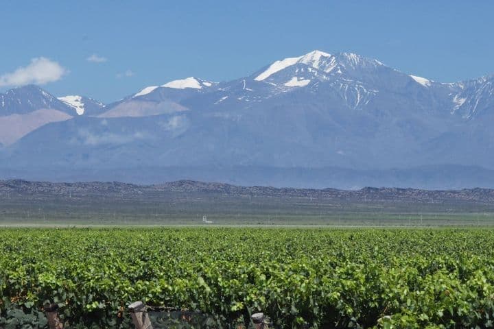 Viñedos al pie de los Andes, Mendoza