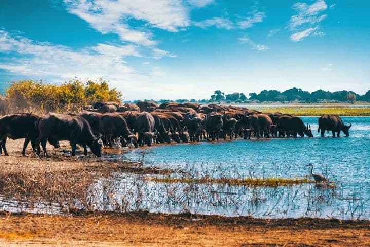 Sudáfrica, Cataratas Victoria y Chobe